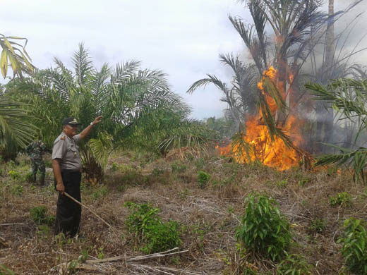 Cuaca Terik, 2 Ha Lahan Gambut di Bengkalis Terbakar